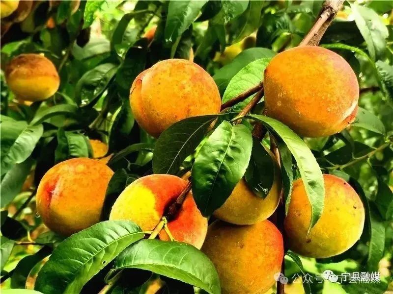 宁县黄甘桃：甜蜜上市，一口尝尽岁月的馈赠